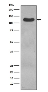 Anti-CD31 PECAM1 Rabbit Monoclonal Antibody