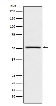 NR0B1 / DAX1 Monoclonal Antibody
