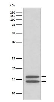 Anti-LC3B MAP1LC3B Rabbit Monoclonal Antibody
