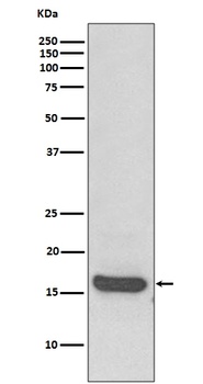 MAP1LC3A/Lc3A Rabbit Monoclonal Antibody