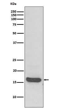 Anti-MAP1LC3A/Lc3A Rabbit Monoclonal Antibody