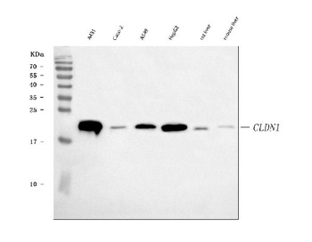 Claudin 1 CLDN1 Rabbit Monoclonal Antibody