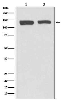 Anti-NEDD4-2 NEDD4L Rabbit Monoclonal Antibody