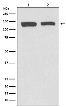 NEDD4-2 NEDD4L Rabbit Monoclonal Antibody