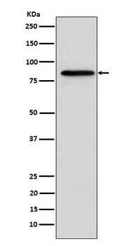 Anti-Gelsolin GSN Rabbit Monoclonal Antibody