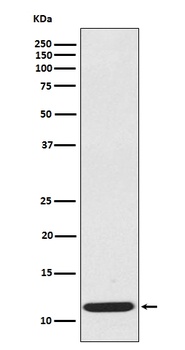 Anti-CCL19/Mip 3 Beta Rabbit Monoclonal Antibody