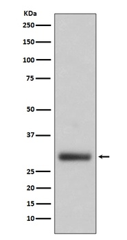 Anti-Neutrophil Elastase ELANE Rabbit Monoclonal Antibody