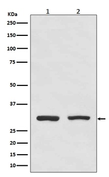 Bcl10 Rabbit Monoclonal Antibody