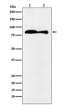 VPS35 Monoclonal Antibody