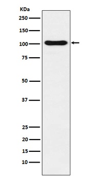 Anti-DNA Ligase IV Rabbit Monoclonal Antibody