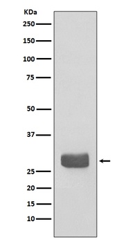 14-3-3 epsilon YWHAE Rabbit Monoclonal Antibody