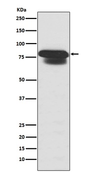 Anti-PIAS1+PIAS2+PIAS3 Rabbit Monoclonal Antibody