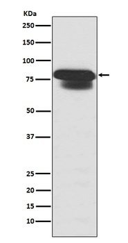 PIAS1+PIAS2+PIAS3 Rabbit Monoclonal Antibody