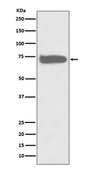 GCLC Rabbit Monoclonal Antibody