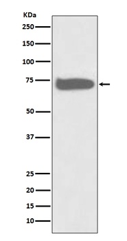 Anti-GCLC Rabbit Monoclonal Antibody