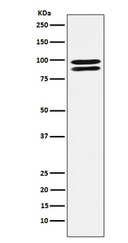 Anti-ALIX Rabbit Monoclonal Antibody