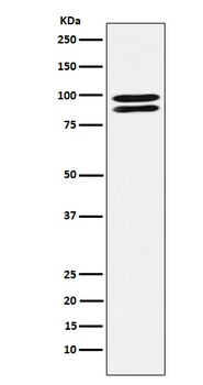 ALIX Rabbit Monoclonal Antibody