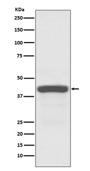 Apg3 (Atg3) Rabbit Monoclonal Antibody