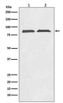Axin2/Conductin Rabbit Monoclonal Antibody