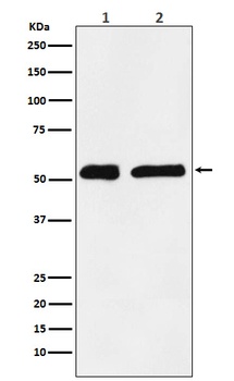 KPNA2 Monoclonal Antibody