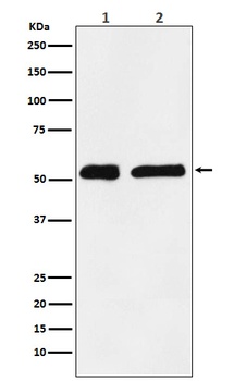 Anti-KPNA2 Monoclonal Antibody