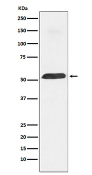 Anti-PTBP1 Monoclonal Antibody
