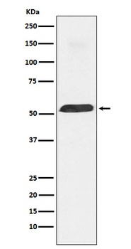 PTBP1 Monoclonal Antibody