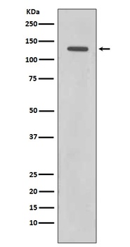 Anti-Rad21 Rabbit Monoclonal Antibody