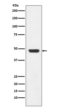 GAP43 Rabbit Monoclonal Antibody