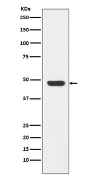 Anti-GAP43 Rabbit Monoclonal Antibody