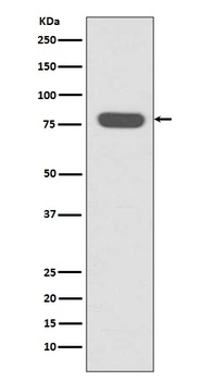 Anti-Radixin Rabbit Monoclonal Antibody