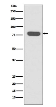 Radixin Rabbit Monoclonal Antibody