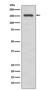 Anti-Integrin alpha 2 ITGA2 Rabbit Monoclonal Antibody