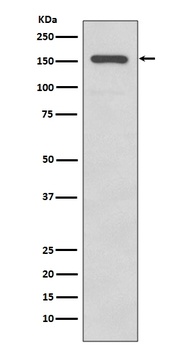 Integrin alpha 2 ITGA2 Rabbit Monoclonal Antibody