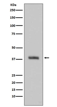 Anti-HTRA2/Omi Rabbit Monoclonal Antibody