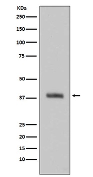 HTRA2/Omi Rabbit Monoclonal Antibody