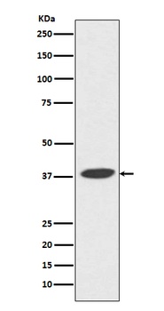 Anti-DNA Polymerase beta Monoclonal Antibody