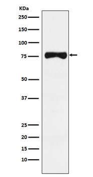 TRP1 Monoclonal Antibody