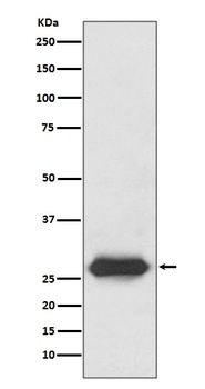 Anti-Lin28 LIN28A Rabbit Monoclonal Antibody