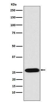 LIN28 LIN28A Monoclonal Antibody