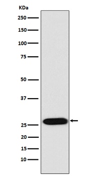 Anti-LIN28 LIN28A Monoclonal Antibody