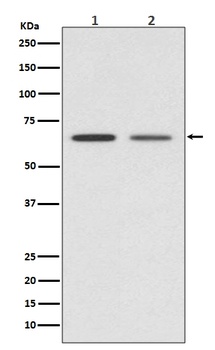 GAD67 GAD1 Rabbit Monoclonal Antibody