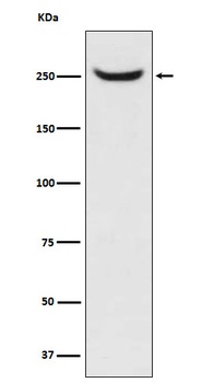 Anti-NuMA NUMA1 Monoclonal Antibody