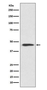 Cyclin B2 CCNB2 Rabbit Monoclonal Antibody