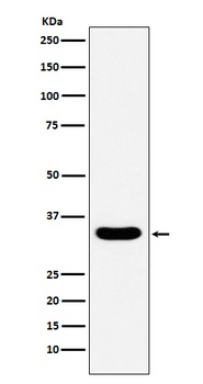 Anti-DAZL Monoclonal Antibody