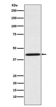 Sprouty 2 SPRY2 Monoclonal Antibody