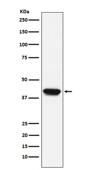 Biglycan Monoclonal Antibody