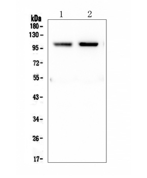 Anti-PSD95 DLG4 Rabbit Monoclonal Antibody