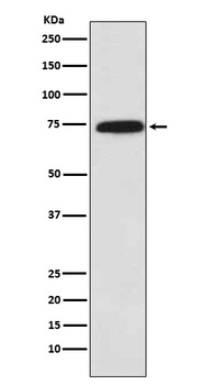 Cytochrome P450 Reductase Monoclonal Antibody