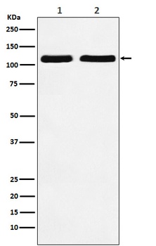Anti-Nesprin 1 Rabbit Monoclonal Antibody
